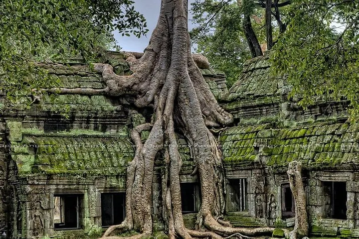 Enormes raíces de árboles creciendo sobre las paredes de piedra del templo Ta Prohm